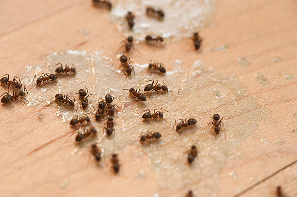 Best Termite Control Services  in North Rock Springs, WY