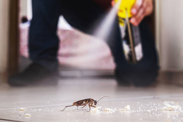 Best Rat Extermination Near Me  in North Rock Springs, WY